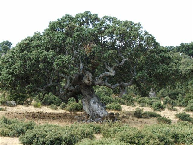 Espacio natural de los Montes Obarenes
